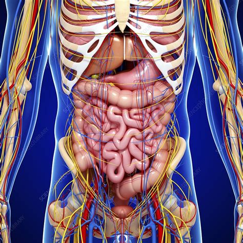 male body pics|14,144 Man Anatomy Stock Photos & High.